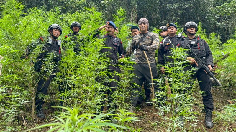 Brimob Sumut Gempur Ladang Ganja, 10 Hektar Tanaman Terlarang Dimusnahkan di Perbukitan Mandailing Natal