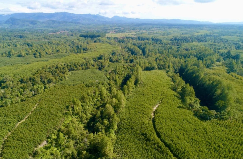 PT Toba Pulp Lestari Tbk Tegaskan Komitmen Pengelolaan Hutan Berkelanjutan, Kepatuhan Regulasi, dan Dialog Terbuka