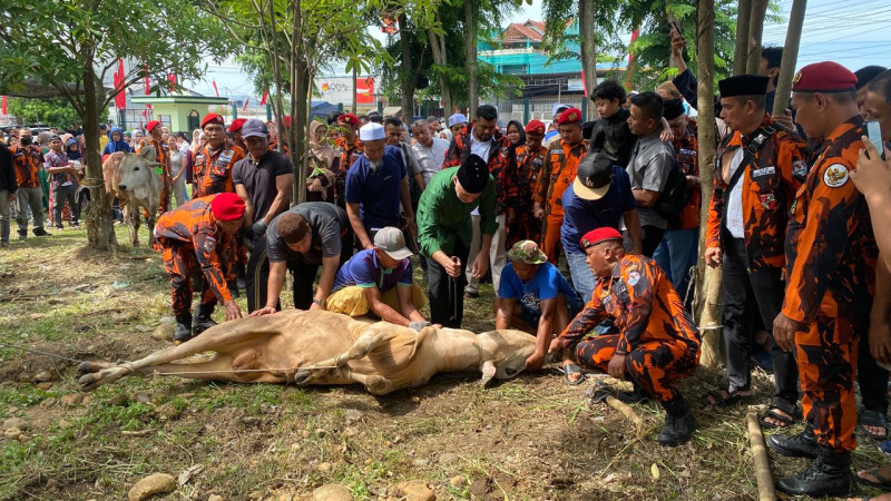 Ijeck Apresiasi Kader Pemuda Pancasila Sumut, Qurban Idul Adha 2026 Capai 17 Ekor Sapi