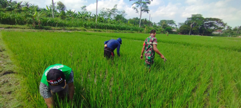 Optimalkan Pertumbuhan padi, Babinsa Ngembul Bantu Petani Bersihkan Rumput Liar